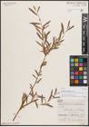 Foto von Salix carmanica Bornm. ex Goerz
